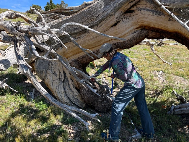 Connie Woodhouse named AGU Fellow