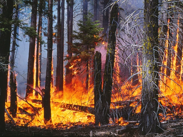 Fire in the understory of a Californian conifer forest