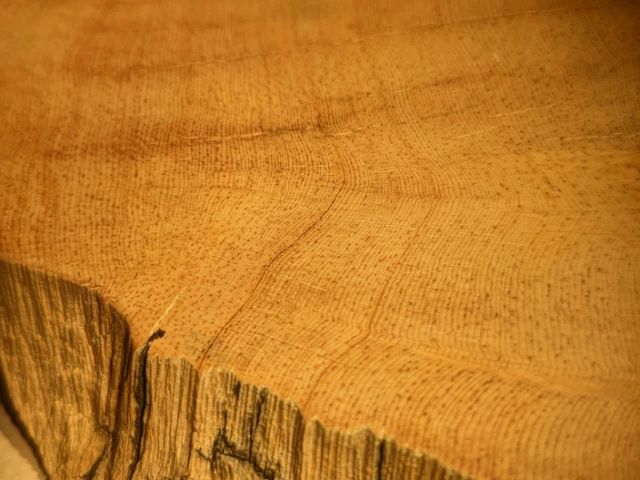 The slab of bristlecone pine wood, showing the ring pattern on the polished top surface