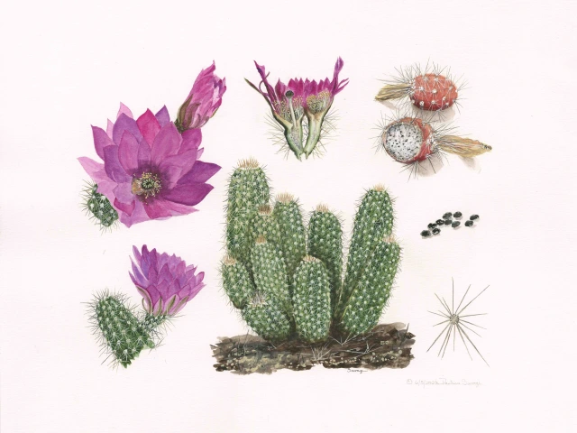 The Joseph Wood Krutch Florilegium Project