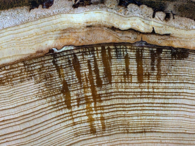 A cross-section of a Douglas-fir tree showing the healed scars from fires on 2003 and 2007. Photo: USDA Forest Service.