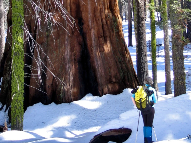The base of a giant sequoia trunk in the snow.