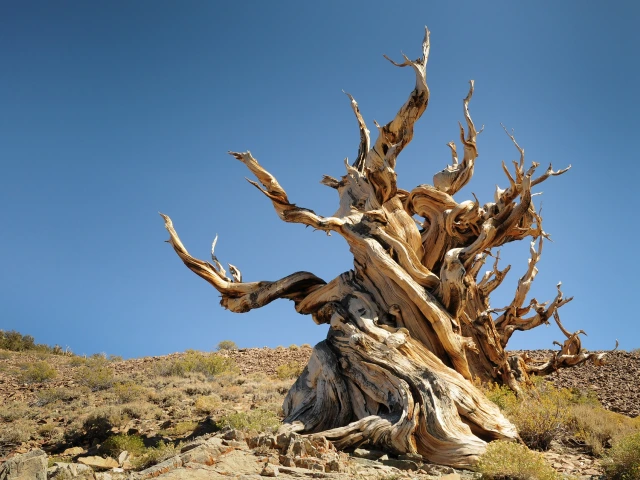 The Oldest Trees on Earth - CBS Sunday Morning episode