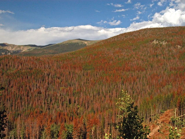 hill slopes covered in sick forest