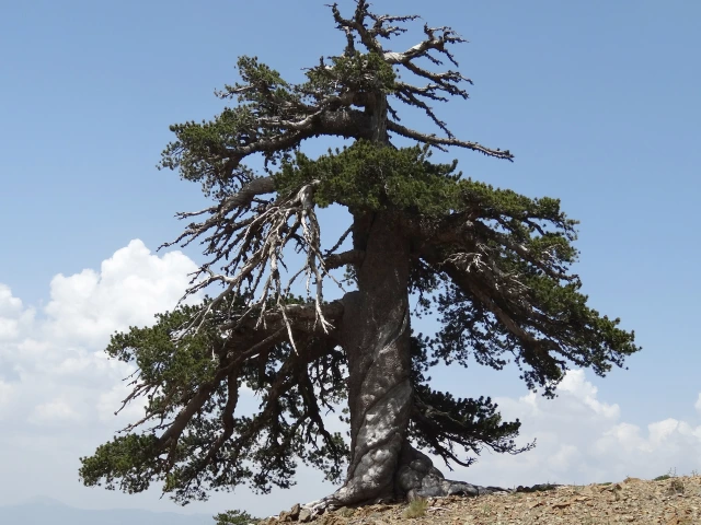 The tree in its Pindus Mountains setting.
