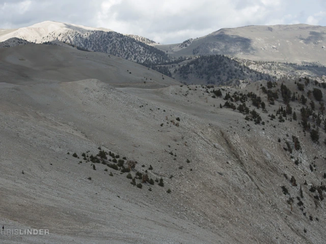 Bristlecone pine growing at treeline 