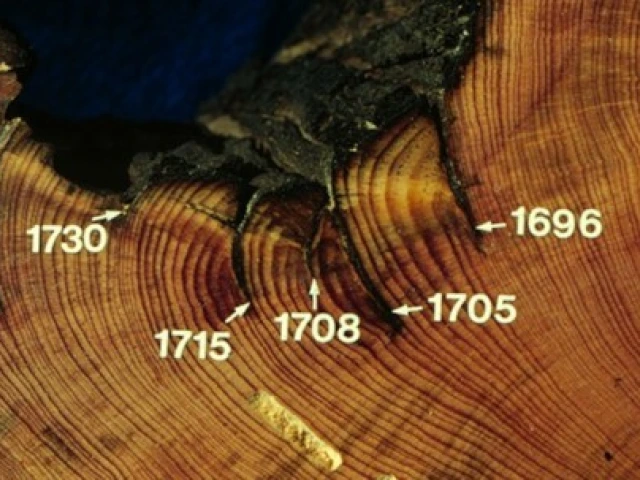 Scars left by past forest fires dated by tree rings