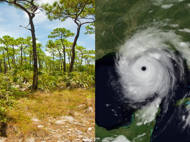Open stand of Pinus elliottii var. densa | Hurricane Katrina before landfall
