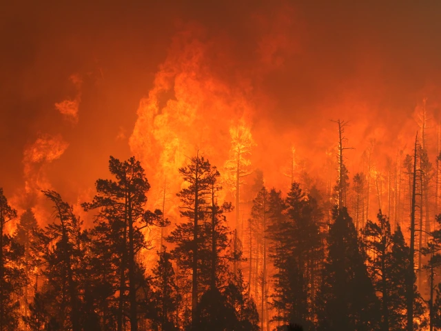 Extreme fire behavior between Nutrioso and Alpine