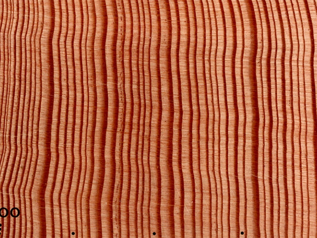 Tree-ring pattern