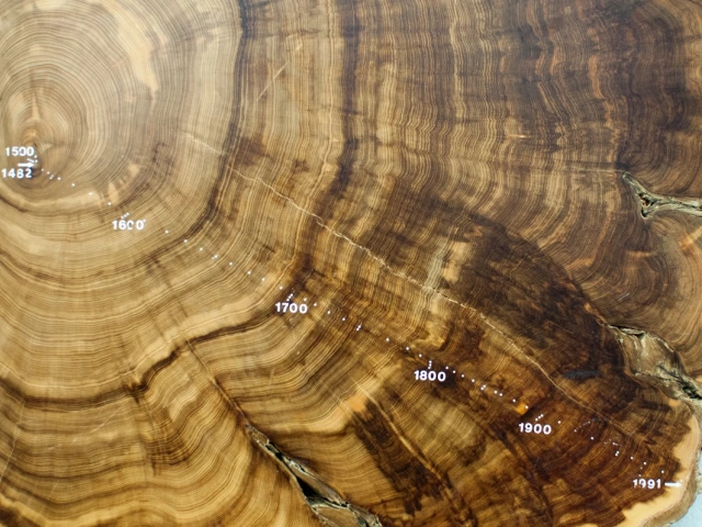 Bear Down 100: Reading time in wood