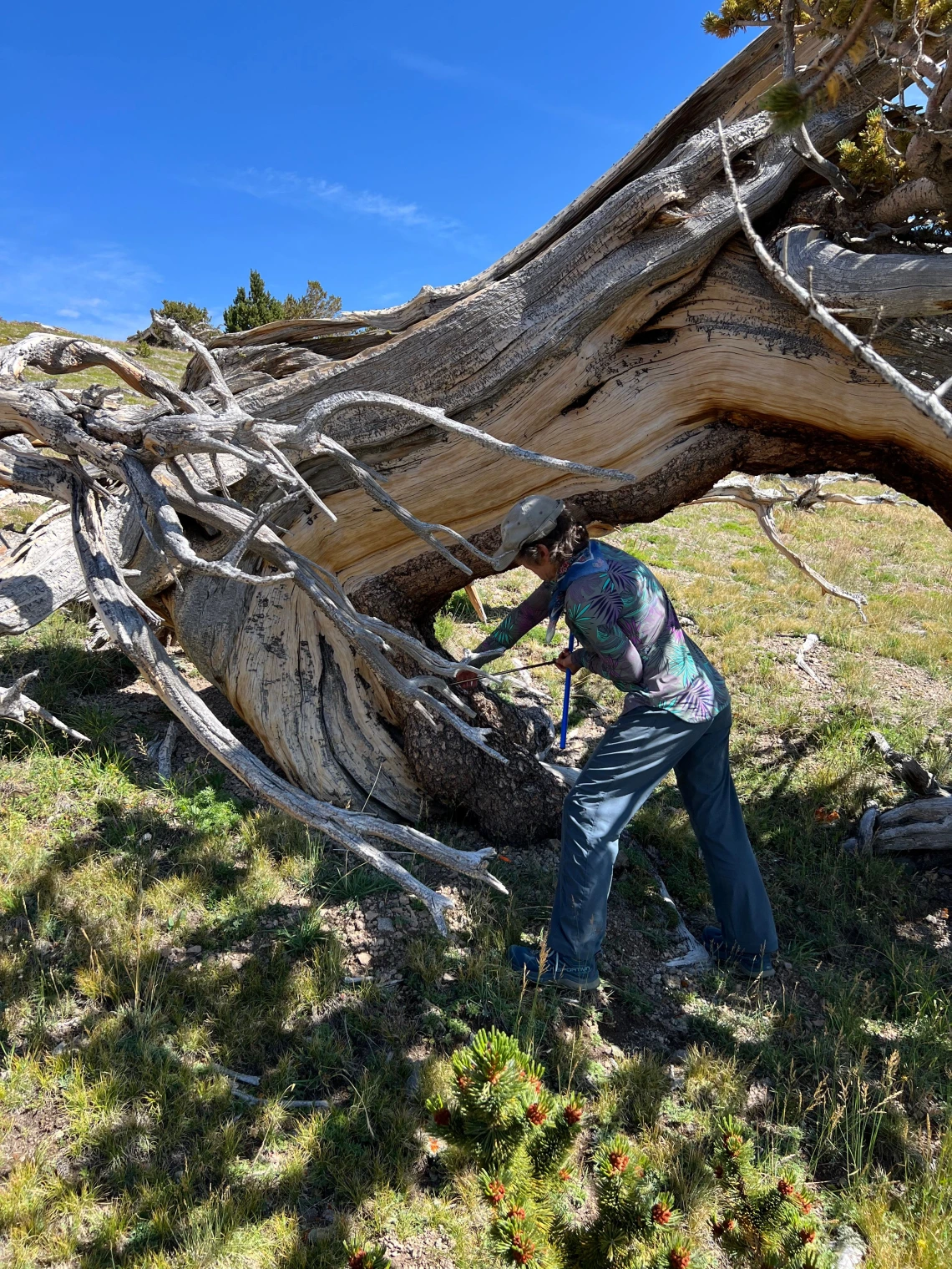 Connie Woodhouse named AGU Fellow