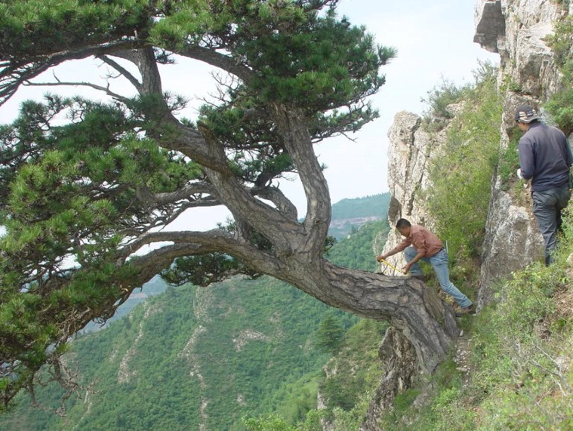 Tree rings and the Asian Summer Monsoon