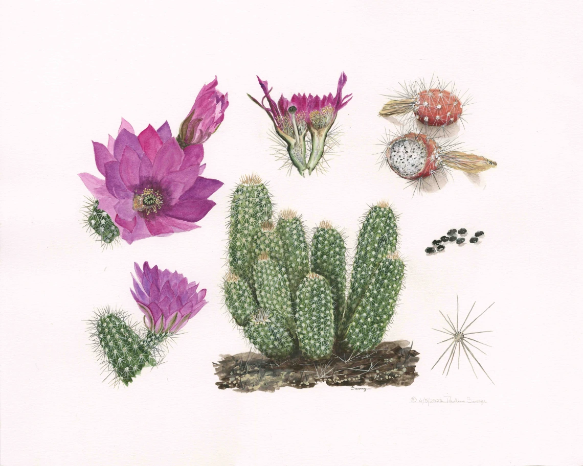 The Joseph Wood Krutch Florilegium Project