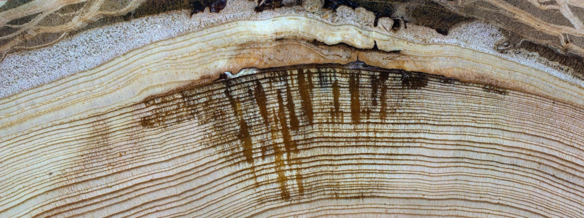 A cross-section of a Douglas-fir tree showing the healed scars from fires on 2003 and 2007. Photo: USDA Forest Service.