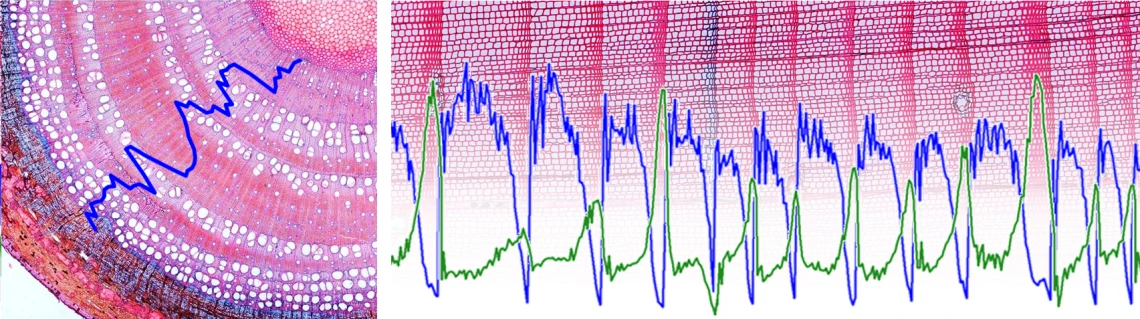 Stained wood tihin sections with measurement graph overlays