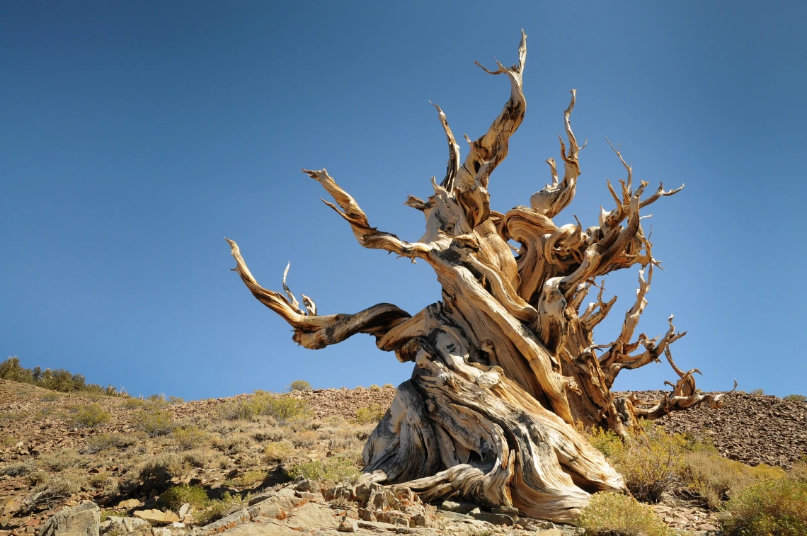 The Oldest Trees on Earth - CBS Sunday Morning episode