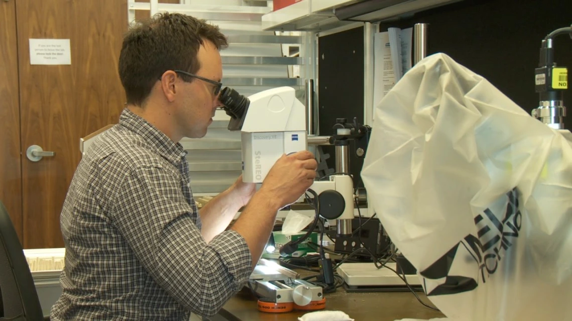examining tree-ring samples under the microscope