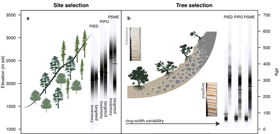 Refining our view of how forests will decline under climate change