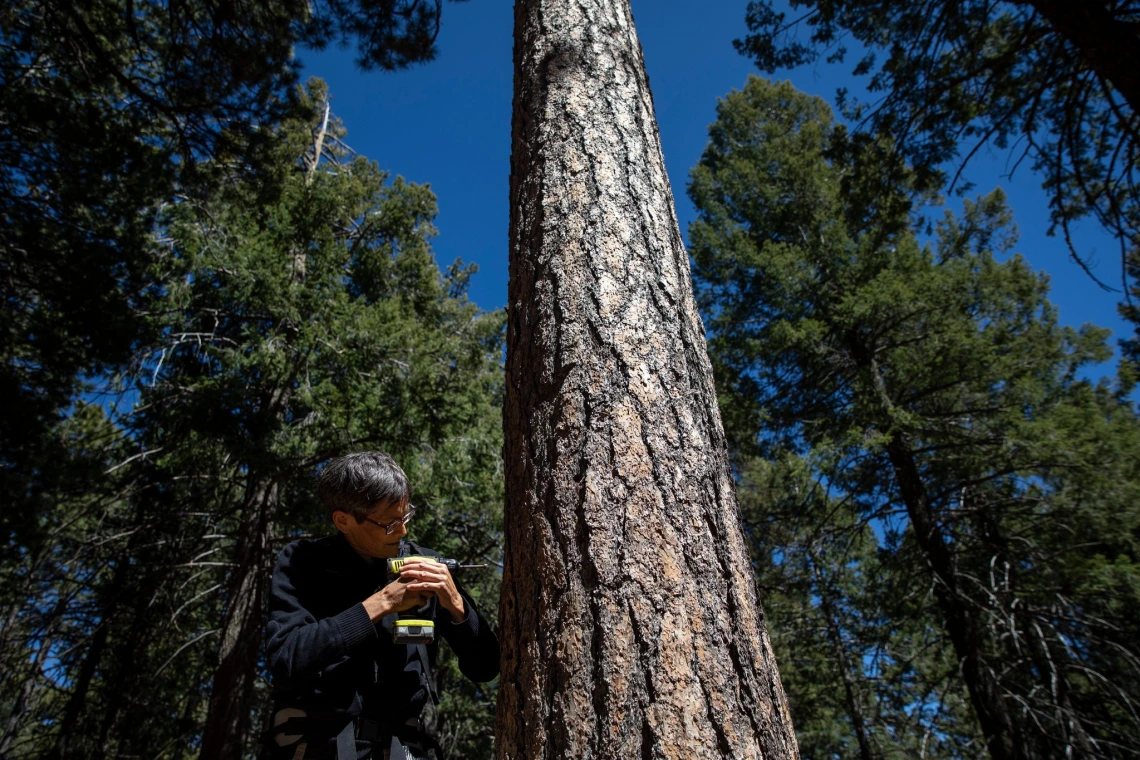 Chronicles of the Rings: What Trees Tell Us