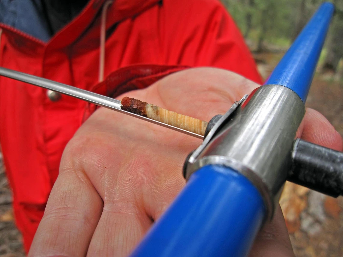 Summer tree-ring studies at the UA LTRR