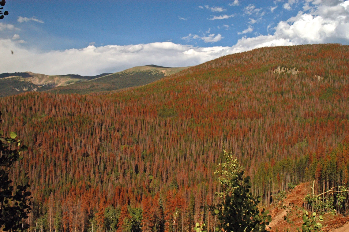 hill slopes covered in sick forest