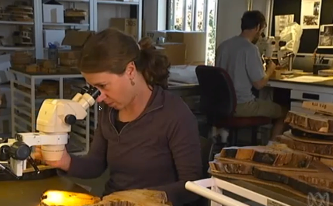 Fire history work in the Tree-Ring Lab