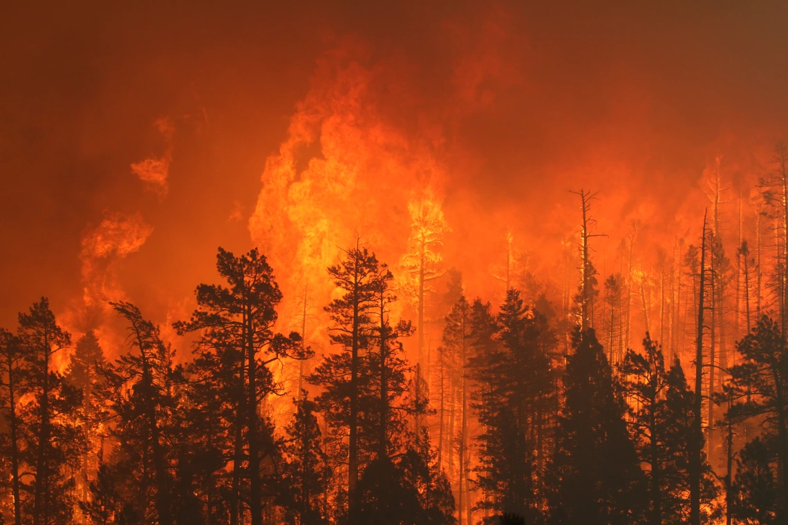 Extreme fire behavior between Nutrioso and Alpine