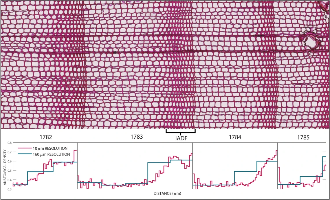 The origin of tree-ring reconstructed summer cooling in Northern Europe during the 18th century eruption of Laki'
