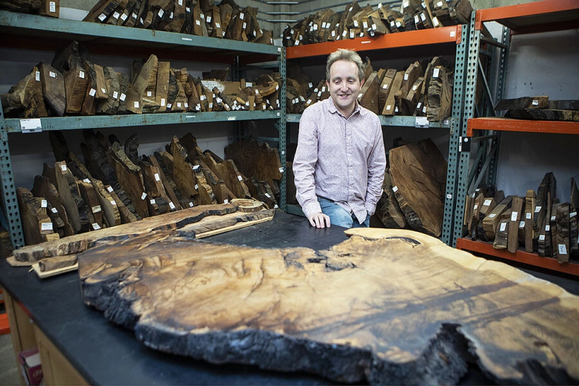 The tales trees tell – from history to climate change