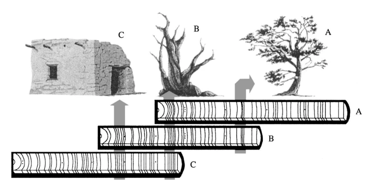 crossdating illustration showing the progression from living trees to archaeological samples