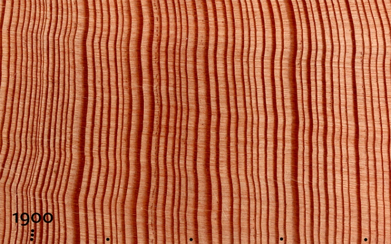 Tree-ring pattern